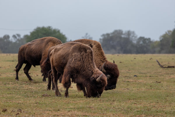 Bison Ridge